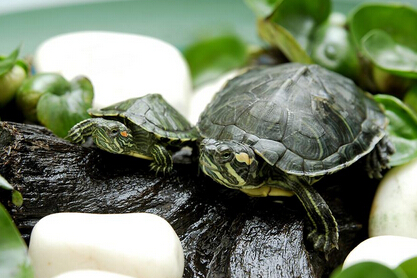 理发老人卖巴西龟“变”野生 称煮一锅汤大补