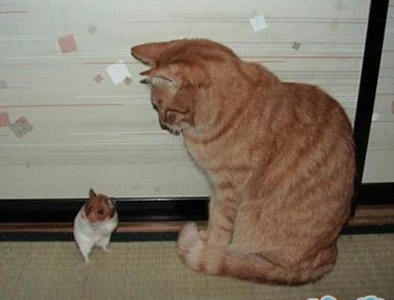 猫哥的气场让鼠辈难以直视