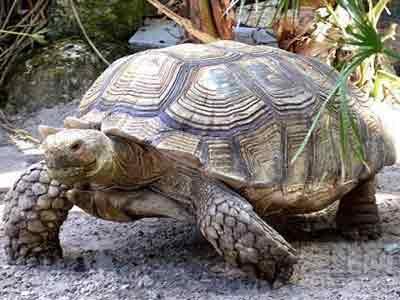 世界上最大的兔子是什么品种 动物之最：世界上最大的蛇