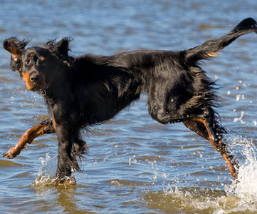 哥顿雪达犬的喂食要点 要选择优质狗粮