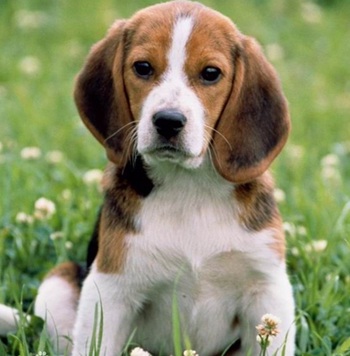 哈利犬多少钱 哈利犬外向而友善