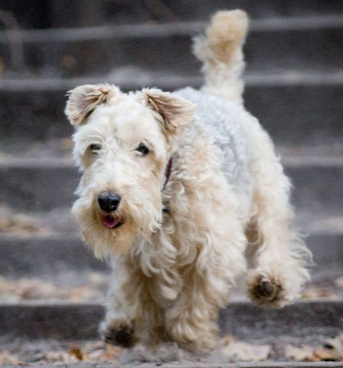 湖畔梗怎么训练 训练湖畔梗不叫的方法