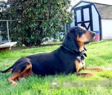 黑褐色猎浣熊犬好养吗 预防食物中毒