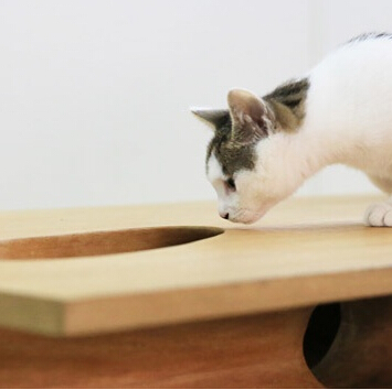 国内惊现猫桌 从此就和猫咪一起愉快工作