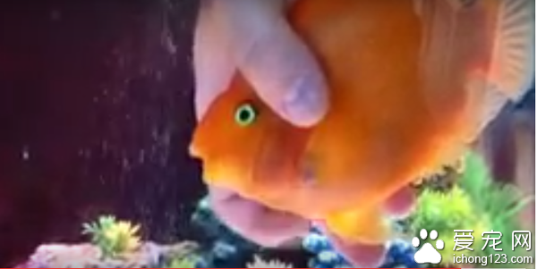 宠物鱼享受被抚摸及按摩的“弹指之间”