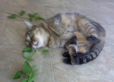 当猫咪遇到薄荷