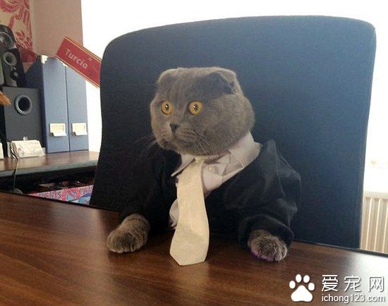 技术性猫主人改装自动喂食器帮助猫咪运动