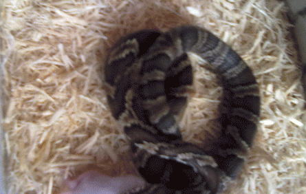 undefined{{pos:,w:,h:}}