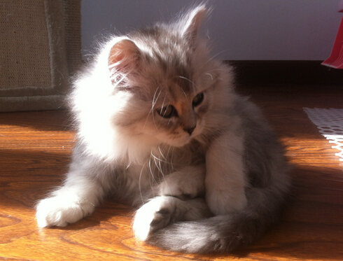 主人把猫咪送人 却倒贴1000重新带回家