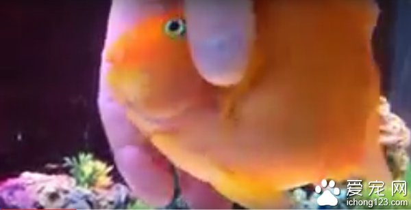 宠物鱼享受被抚摸及按摩的“弹指之间”