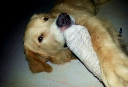 超聪明！萌犬家务健身走台步样样精通