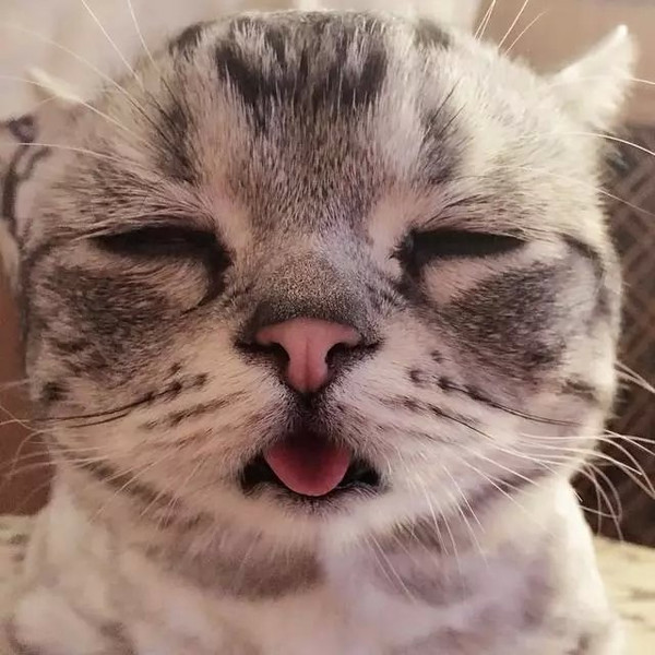 一只委屈猫走红网络 引发了网友的围观和热议