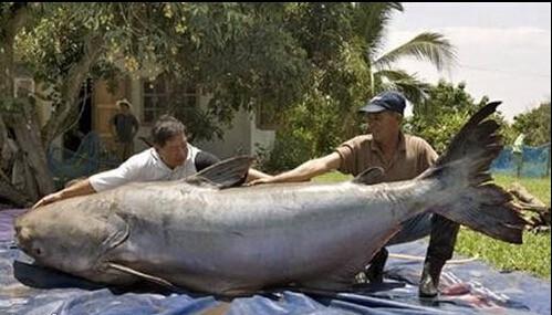 世界上最大的兔子是什么品种 动物之最：世界上最大的蛇