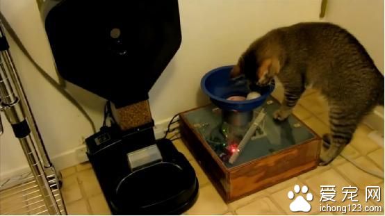 猫主人改装自动喂食器 捉到“猎物”才能吃饭