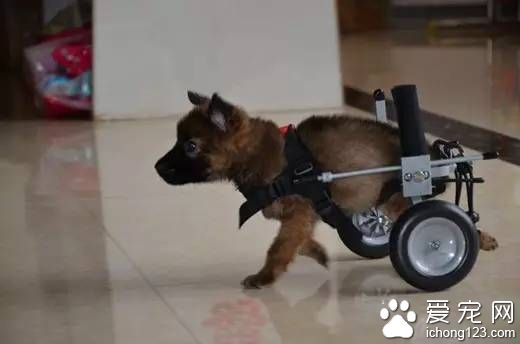 安上助力轮椅后奔跑的狗狗