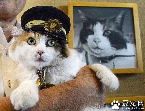 日本猫站长“小玉”病逝 “二玉”继任