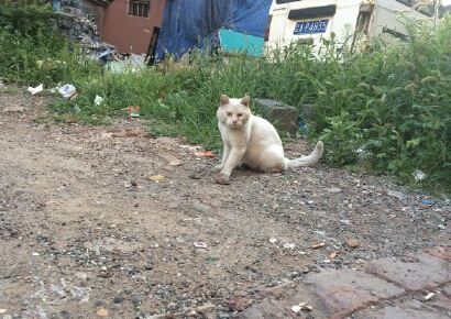 最萌环卫女工路边喂流浪猫 引网友疯转