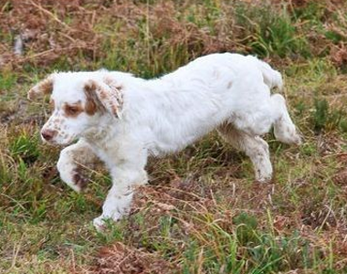 克伦伯猎鹬犬的养护常识 注意疾病的预防