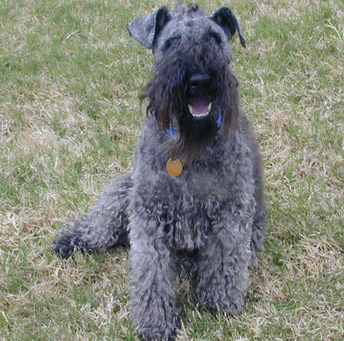 凯利蓝梗怎么训练 该犬基础训练的方法