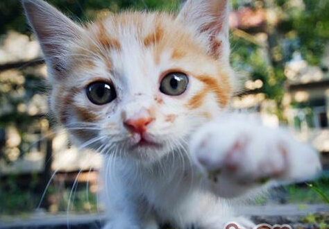 幼猫被困排水孔 热心学生爬高营救