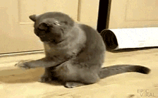 逆天的喵星人，竟然坐着吃东西