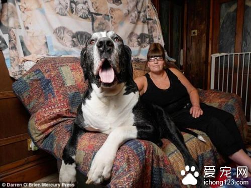 英国女子为养大丹犬向丈夫撒谎  小狗变两米巨犬