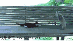 这猴子太贱了，喵星人都快烦死了