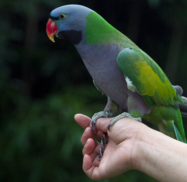大绯胸鹦鹉吃什么 各种水果和蔬菜为副食