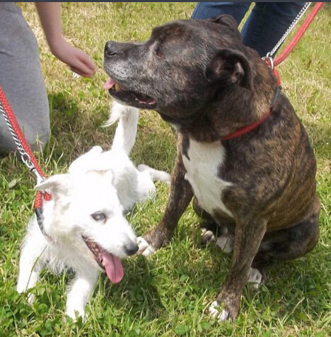 流浪狗照顾失明同伴的故事：你是我的眼