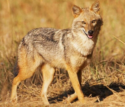 巴厘岛发现海兔呆萌神似卡通形象