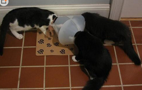 这三伙已经秘密开会了几天了