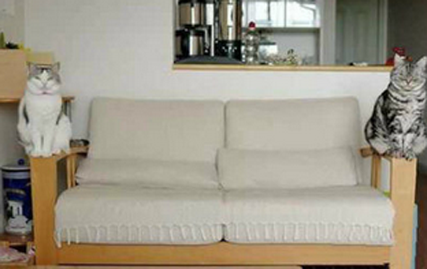 二货喵星人一边站一只