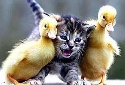 鸭兄弟别欺负我啊