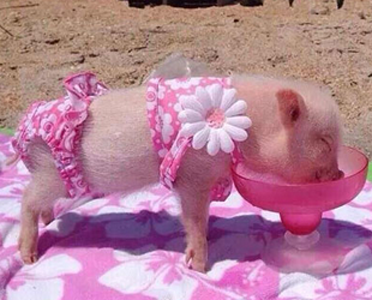 无比幸福的小猪