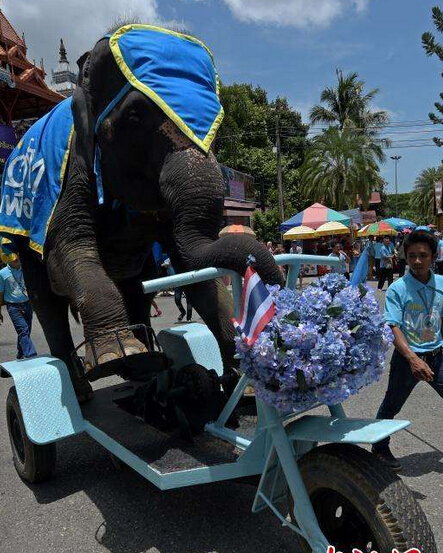 大象身体爆炸 瞬间粉碎化成血水