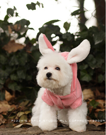 九江一马路有一只神奇小狗会“唱歌”