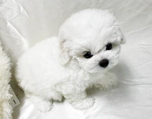 带狗到宠物诊所注射疫苗结果导致狗狗瘫痪