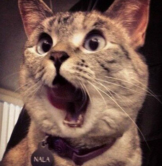 无比惊讶的猫猫