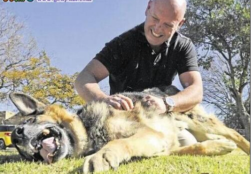 军人心系昔日的搭档军犬 成功收养曾经的战友