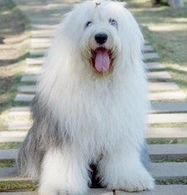 古代牧羊犬的形态特征 此犬厚肢肌肉发达