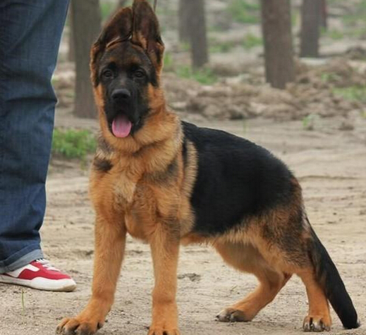 爱犬走丢 狗主人微信圈散步消息2天找回