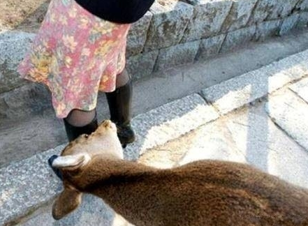 我看看里面有草吃没