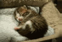 悠闲睡觉的猫咪 