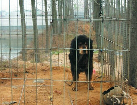 藏獒咬到别人 主人赔偿金额竟然达到六万元