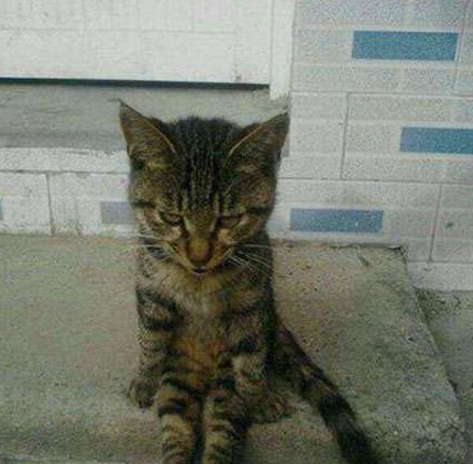 让我一只猫独自静一静