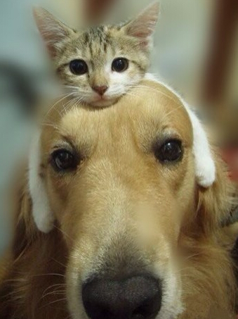 科学解释 猫狗渊源千万年钱已开始