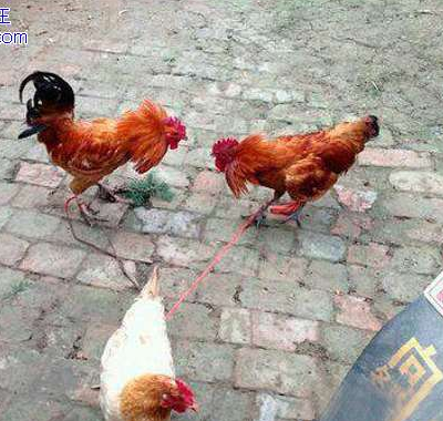 两雄冲冠一怒为一母啊