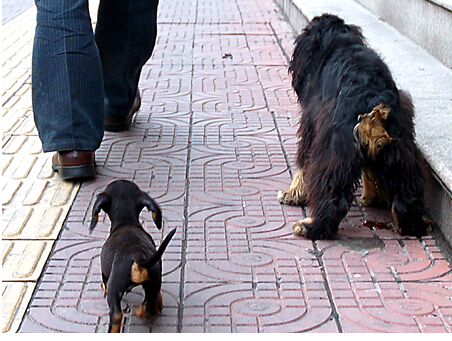 狗狗撒欢破坏绿地 广场提出“宠物禁止入内”