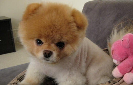 太疯狂！爱狗人士为养狗把儿子寄养到父母家