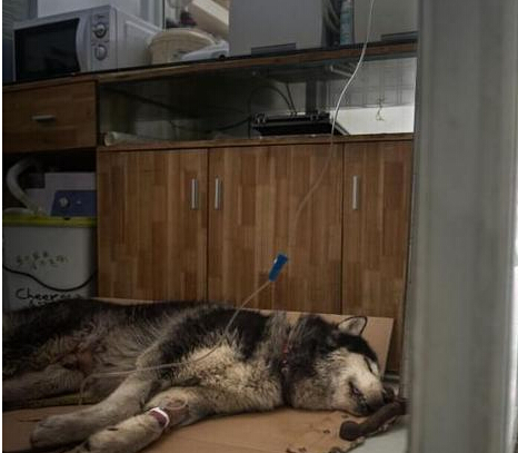 苏牧公园走丢 等了一个月终于等来主人